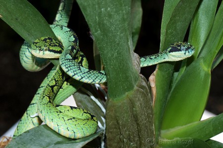 trimeresurus trigonocephalus 2 
